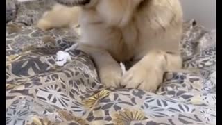 🤣 Funniest 🐶 Dog - Awesome Funny Pet Animals Videos 😇