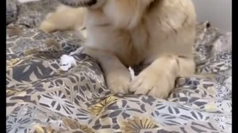 🤣 Funniest 🐶 Dog - Awesome Funny Pet Animals Videos 😇