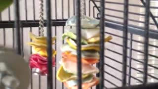 Green bird in cage taking craker and eating it