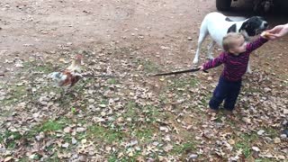 Toddler Boy Walks Rooster On A Leash