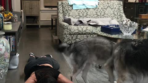 Dogs Hilariously React to Crisis Situation