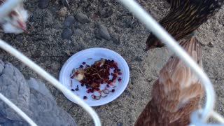 chickens having a treat