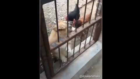 Funny dog moment 😂 #Funnydogvideo #iloveanimals