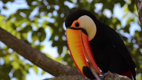 A parrot plays and entertains itself in the beautiful atmosphere