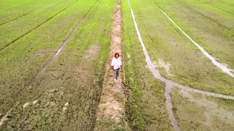 Thai farmers cash in on global rice price hike