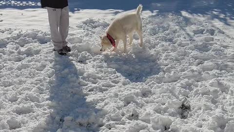 Ivan's First Snow of the Year