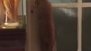 Cat Opens Door for Itself