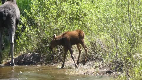 Baby Moose Yampa River