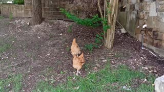 So cute! Hens show chicks how to find food