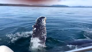 Whale comes to my boat for an hour hangout