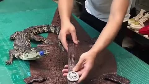 Making Crocodile Skin Belt - Near Live Crocodile