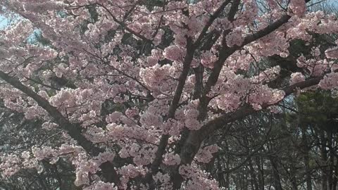 Pink cherry blossoms in the city.