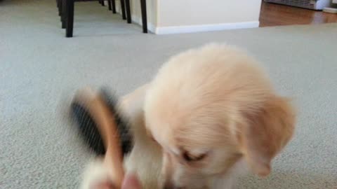 Super Sweet Puppy Loves To Be Brushed - 2 Months Old - English Cream Golden Retriever Dog