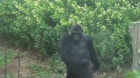 Crime of the Century #crime #gorilla #police #shorts #shortsvideo #humor #meme #video #viral #fyp