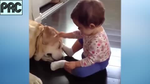 Funny Dog Video Series #8 ♥ Cute Puppy and Baby are playing together