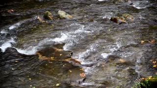 Tennessee Stream Flow