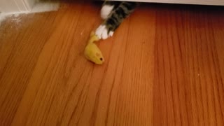 Funny Kitten Snatching Mouse