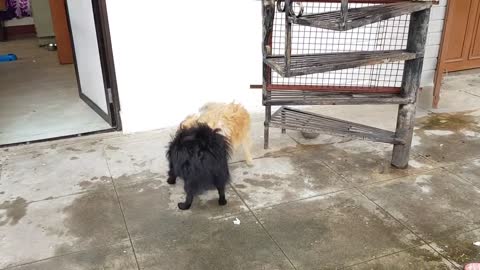 Pomeranian fighting and playing