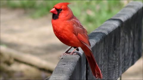 Red Cardinal sound effect copyright free