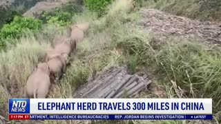 Elephant Herd Travels 300 Miles in China