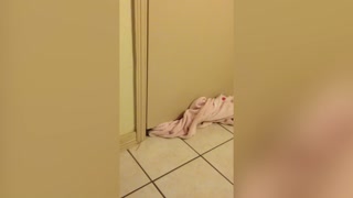 Tiny Puppy Successfully Squeezes Through Door Crack