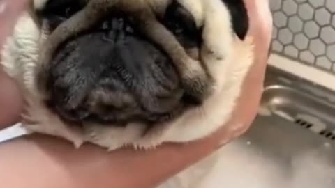 cute dog takes a bath