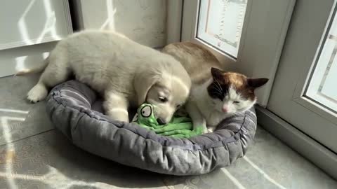 When the Cat Steals the Poor Puppy's Bed