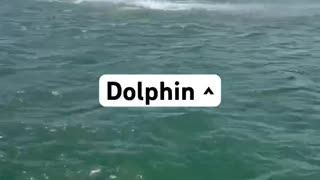 Dolphin Jump