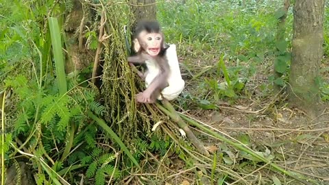 baby monkey Where is Your Mther,Im Scraed