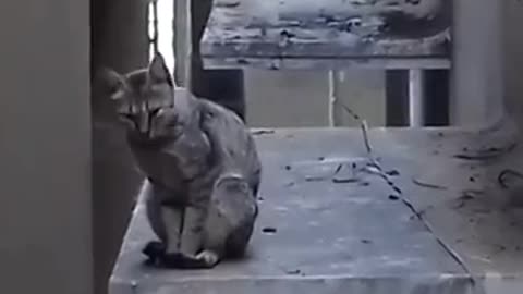 😻🐱‍👤Cat sleeping on the corner slab Funny video2021