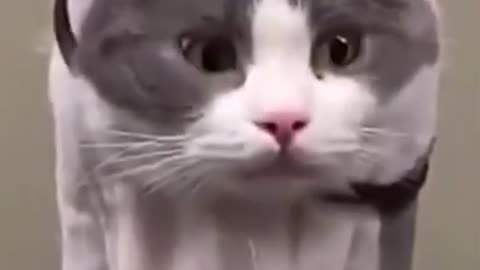 this cat dont know what's going on, Funniest Cats, Best Funny Cat Videos #short 13