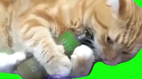 Cat cooking Grenade meme Green Screen