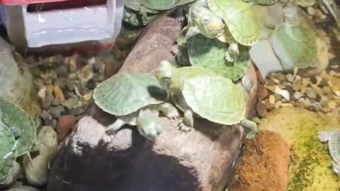 little turtle in fish tank