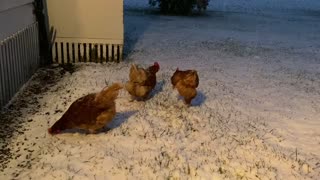 Fascinated Chickens discover snow for the first time