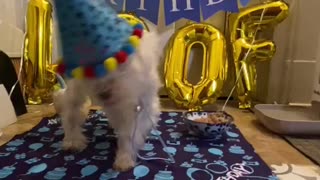 special needs rescue dog celebrates his 11th birthday