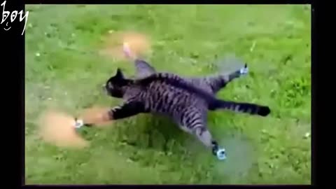 Funny animals video best this year 2024