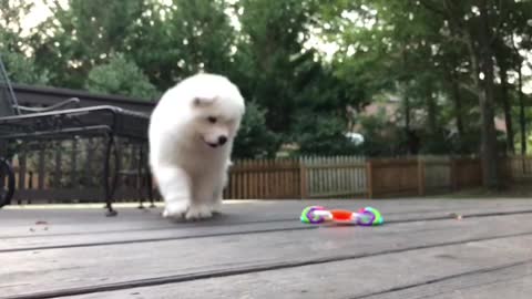 Samoyed Puppy Having Fun