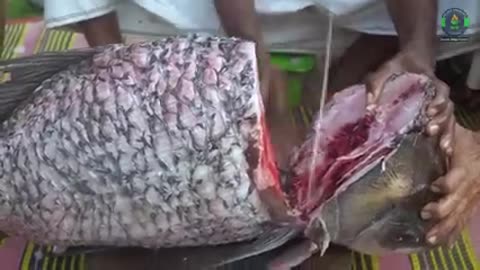 20_KG_Big_Catla_Fish_Cutting___Cooking_by_Grandpa_-_Katol_Macher_Kala_Bhuna_Recipe