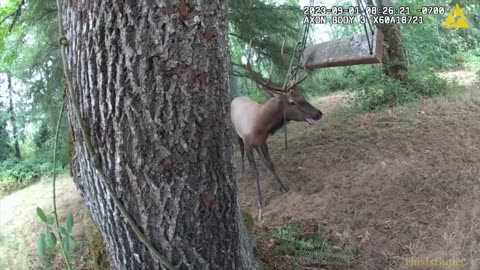 New video shows Pierce County deputies save elk stuck in tree swing