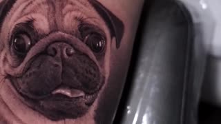 A Famous PUG done by Jose Contreras in TEXAS!