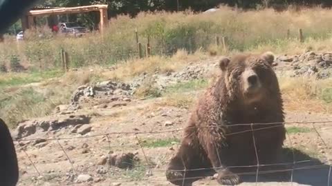 Brown bear eating food tossed at it