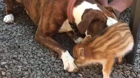 Brown boxer dog meets small brown pig