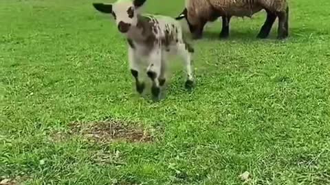 Naughty little goat