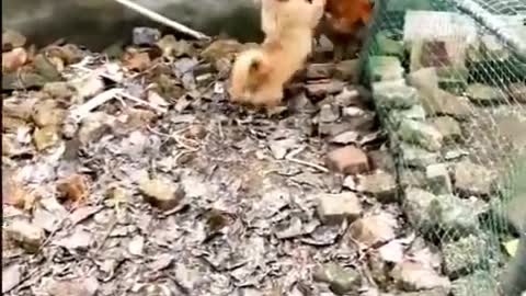 Chiken VS Dog fight