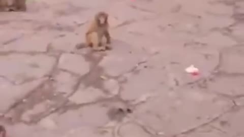 So funny monkey