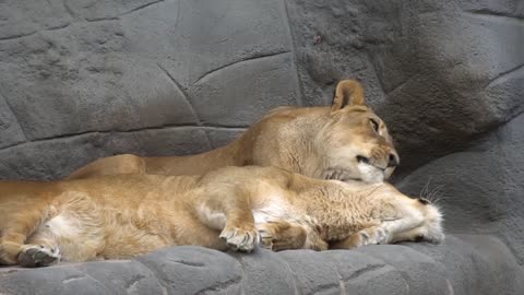 Lion petting the lioness at the zoo