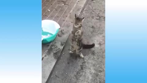 Top Funny Cat Videos