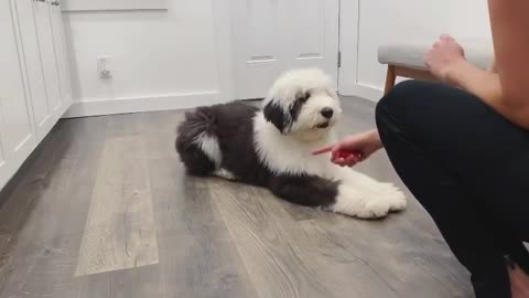 See this clever canine master a new trick