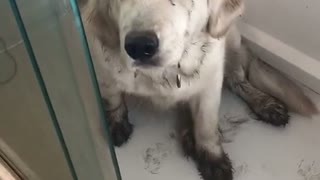 Dog Just Loves the Mud