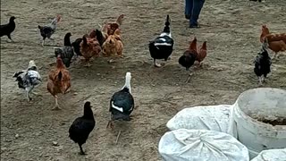 Chickens follow grey shirt woman across yard